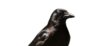 Czy zaświadczenie lekarskie zwalnia od noszenia maseczki?