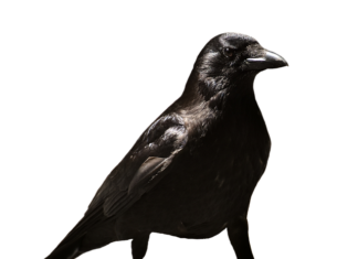 Czy zaświadczenie lekarskie zwalnia od noszenia maseczki?