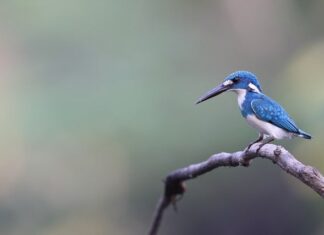Czym się różni jadeit od kwarcu?