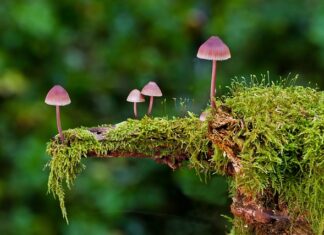 Jak działa gąbka menstruacyjną?