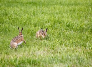 Jaka lampę lupę wybrać?