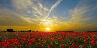 Do czego służy czerwone światło fotonowe?