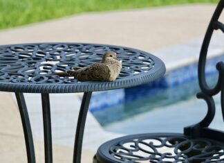 Czy można kąpać się w basenie z podpaską?