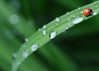 Czy w Biedronce są maseczki?